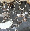 Polished Ammonite Fossil Slab - Marston Magna Marble #63836-1